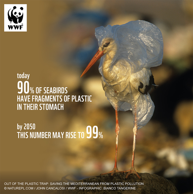 plastics seabirds en